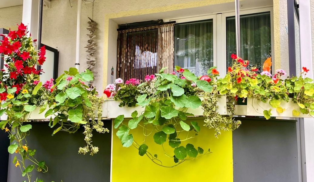 Blumen